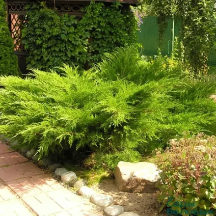Можжевельник средний Минт Джулеп (Juniperus pfitzeriana Mint Julep) р9 август 2026 г.