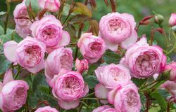 Зе Милл Он Зе Флосс (The Mill On The Floss)