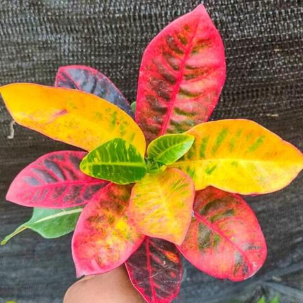 Кротон REANITA