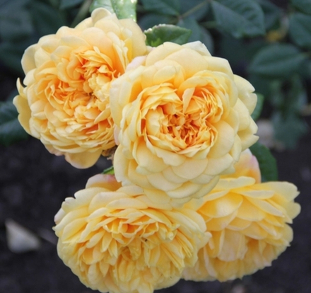 Роза Golden Zest( Голден Зест)