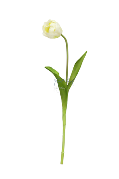 Пионовидный тюльпан - Белый