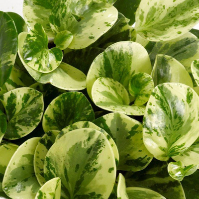 Пеперомия туполистная вариегатная Грин Голд