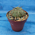 Tephrocactus Geometricus (Тефрокактус)