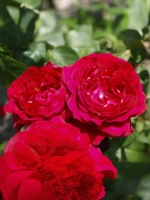 Роза шраб Ренессанс Каприция