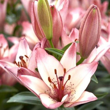 Лилия Конфетти Джой