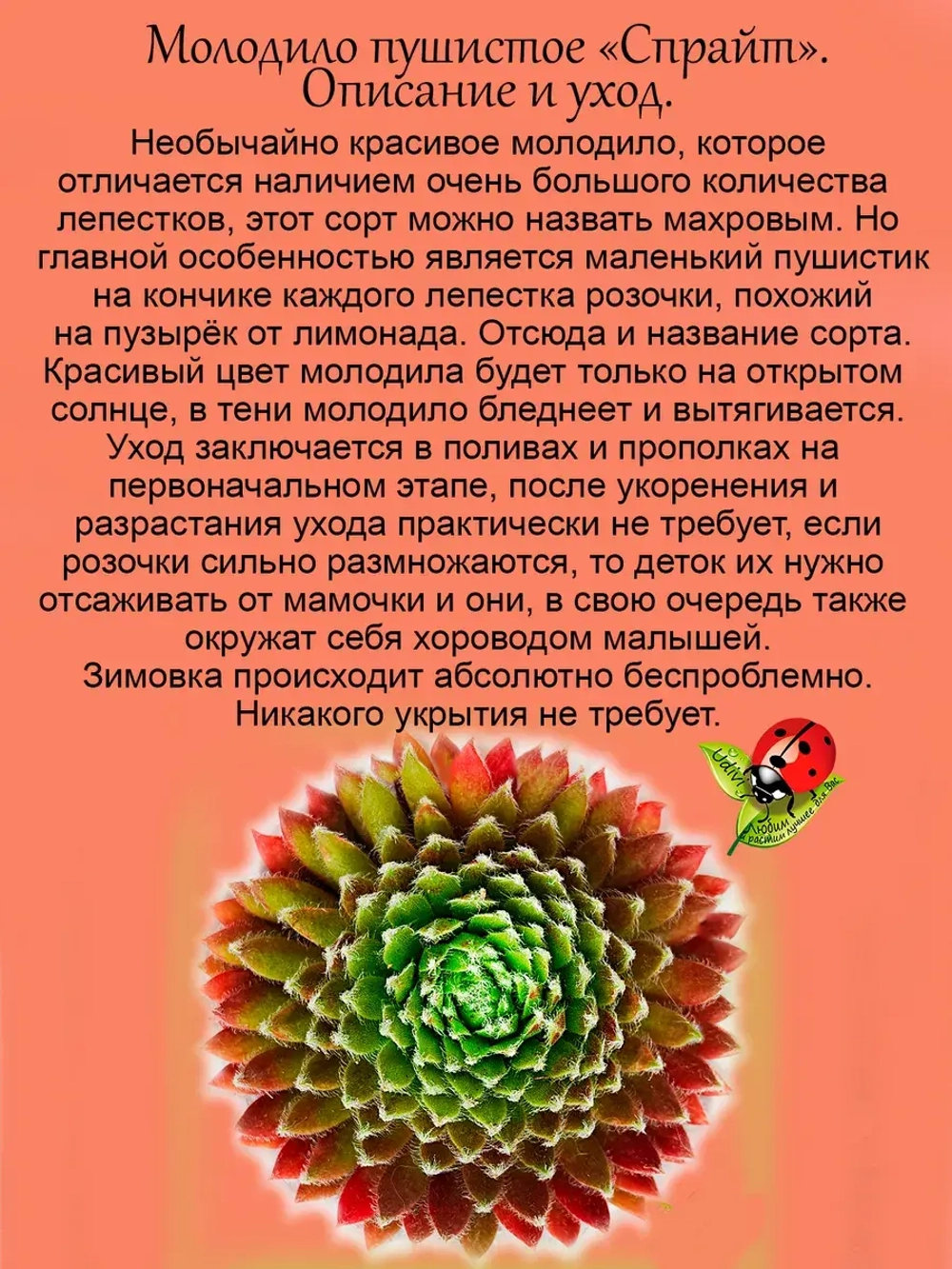 Молодило Спрайт пушистое двухцветное