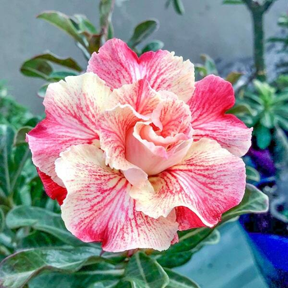 Адениум обесум 214 Hồng Thanh