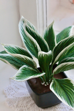 Вайнер лист Хосты ClayCraft by DECO™