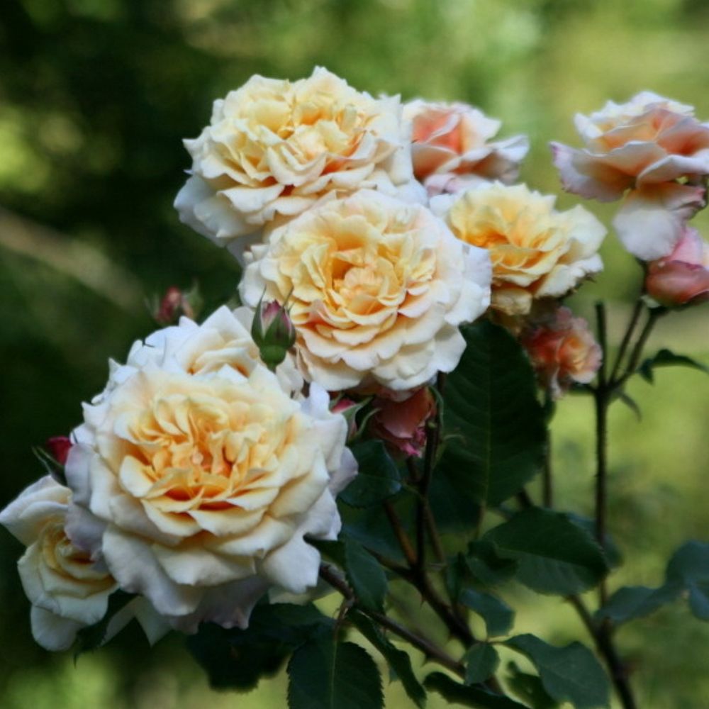 Карамелла (Caramella)