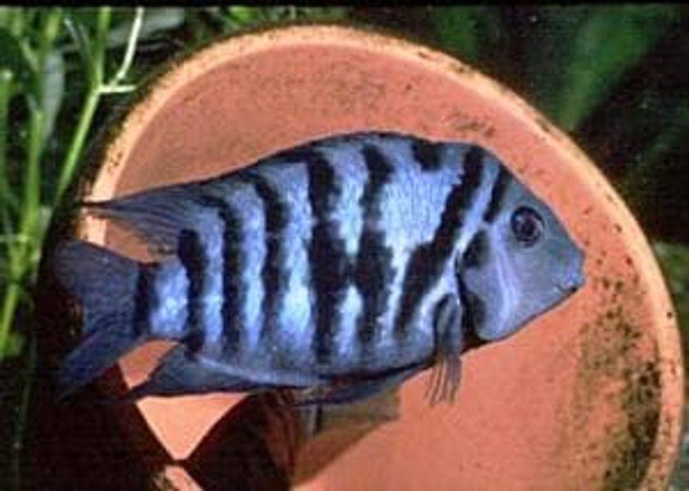 (690) Цихлазома чернополосая (Cichlasoma nigrofasciatum) (690) Цихлазома чернополосая (Cichlasoma nigrofasciatum)