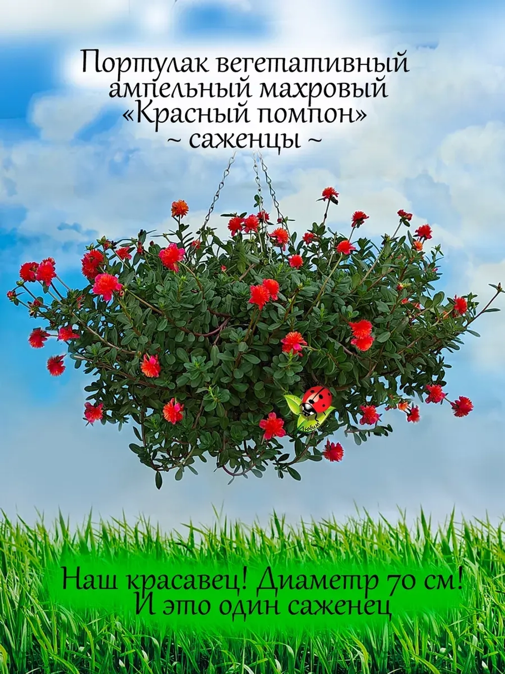 Портулак Красный помпон вегетативный