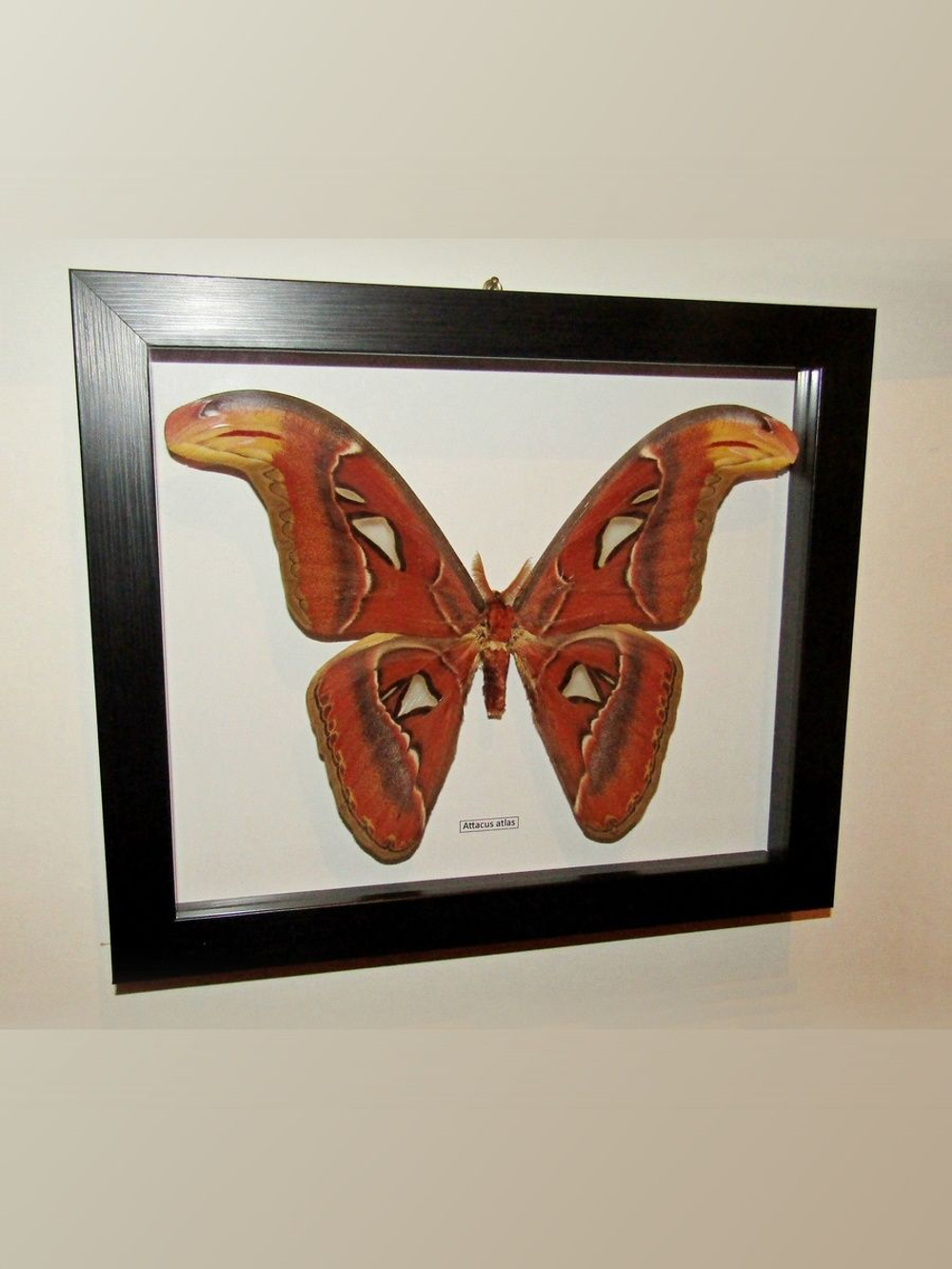 Бабочка Attacus atlas в рамке