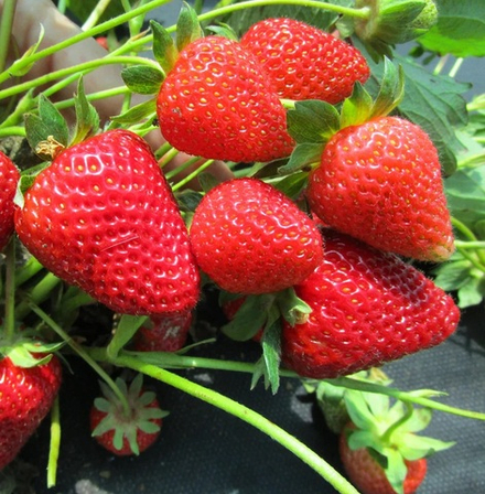 Земляника Капри ремонтантная