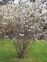 Ирга Нортлайн