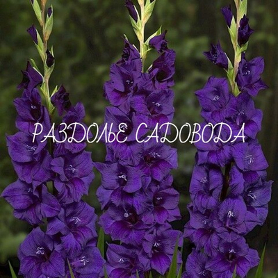 Гладиолус Пурпл Флора