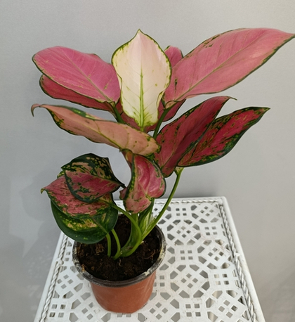 Аглаонема Джили Ред