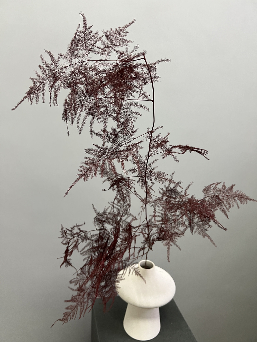 Аспарагус Veren бургунди 1 шт