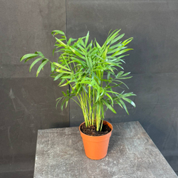 Хамаэдорея изящная (Chamaedorea elegans)