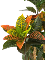 Кротон 150 см.