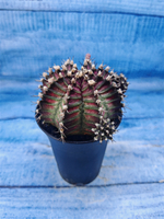 Gymnocalycium T-Rex Pink hybrid (Гимнокалициум T-rex)