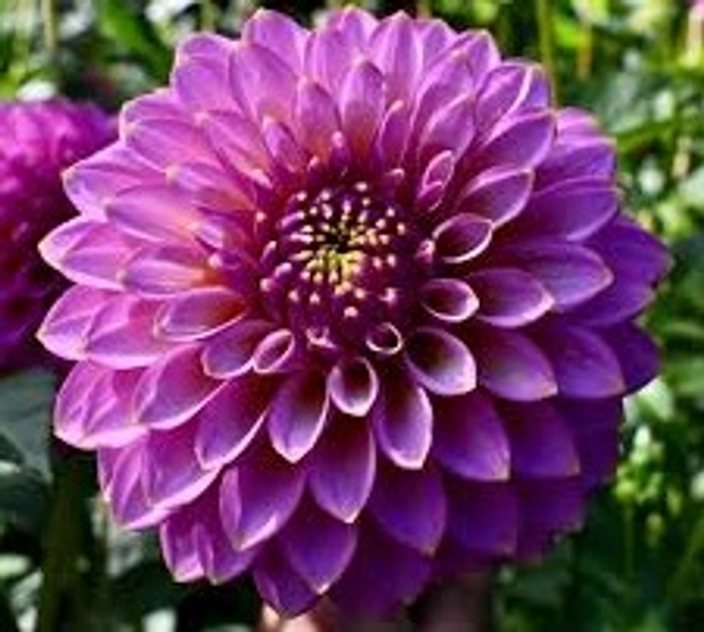 Георгин Skipley spot of gold