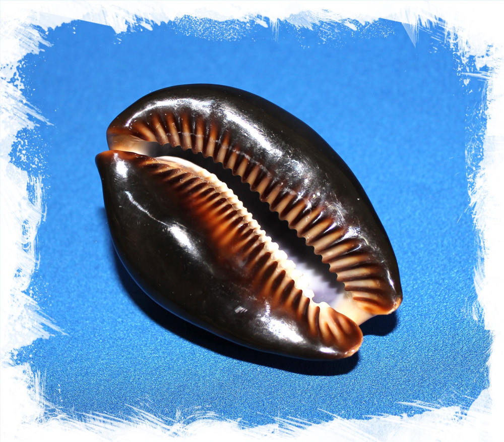 Ципрея Мавританская, 5-8см, 1шт