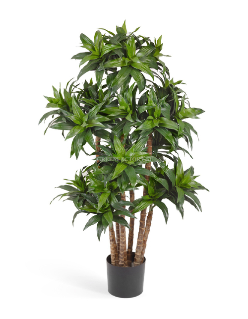 Драцена Компакта