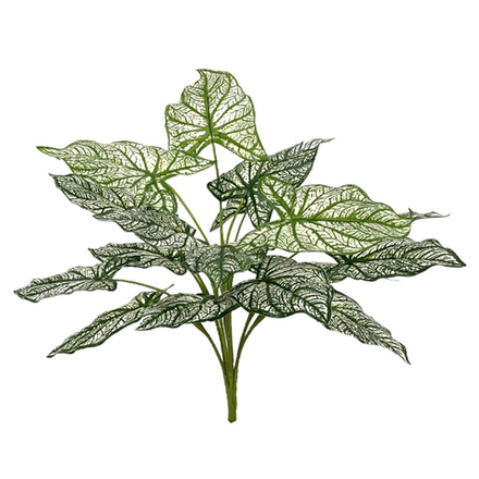 Каладиум куст биколор 45 см