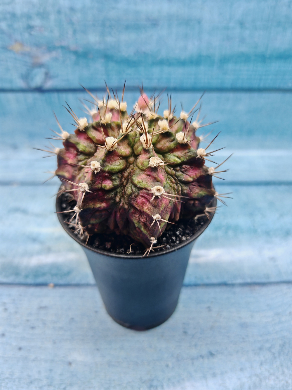 Gymnocalycium T-Rex Pink hybrid (Гимнокалициум T-rex)
