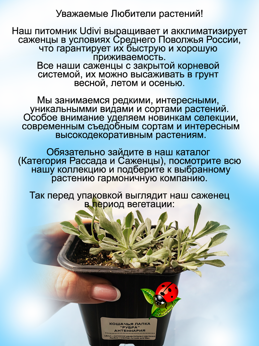 Кошачья лапка Рубра Антеннария многолетняя