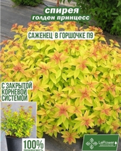 Спирея