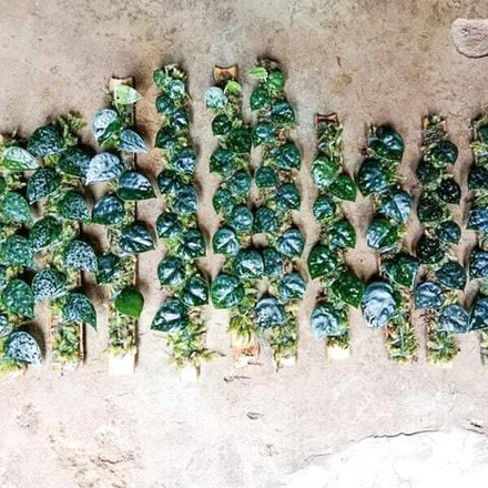 Сциндапсус BLACK MAMBA