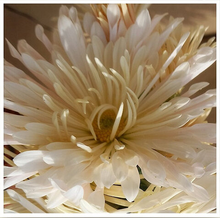 Корейская хризантема Пэрлинка  ☘ з.58   (отгрузка  Сентябрь)
