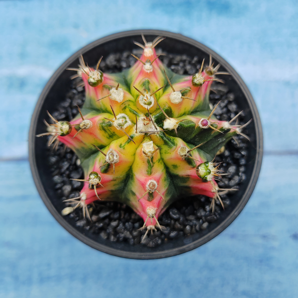 Gymnocalycium Variegata (Гимнокалициум Вариегатный)