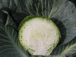 Капуста б/к Атрия F1 (100шт) Витагрин Профи