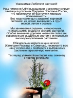Розмарин Мисс Джессоп