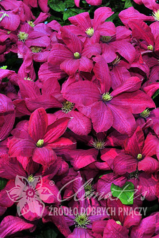 Клематис гибридный Криспина Закупка М33 апрель 2026 Клематис гибридный Криспина Закупка М33 апрель 2026