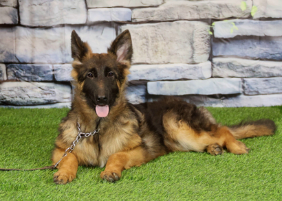 ЛАДА Из Поместья Боговик - 14.06.2025 д.р.