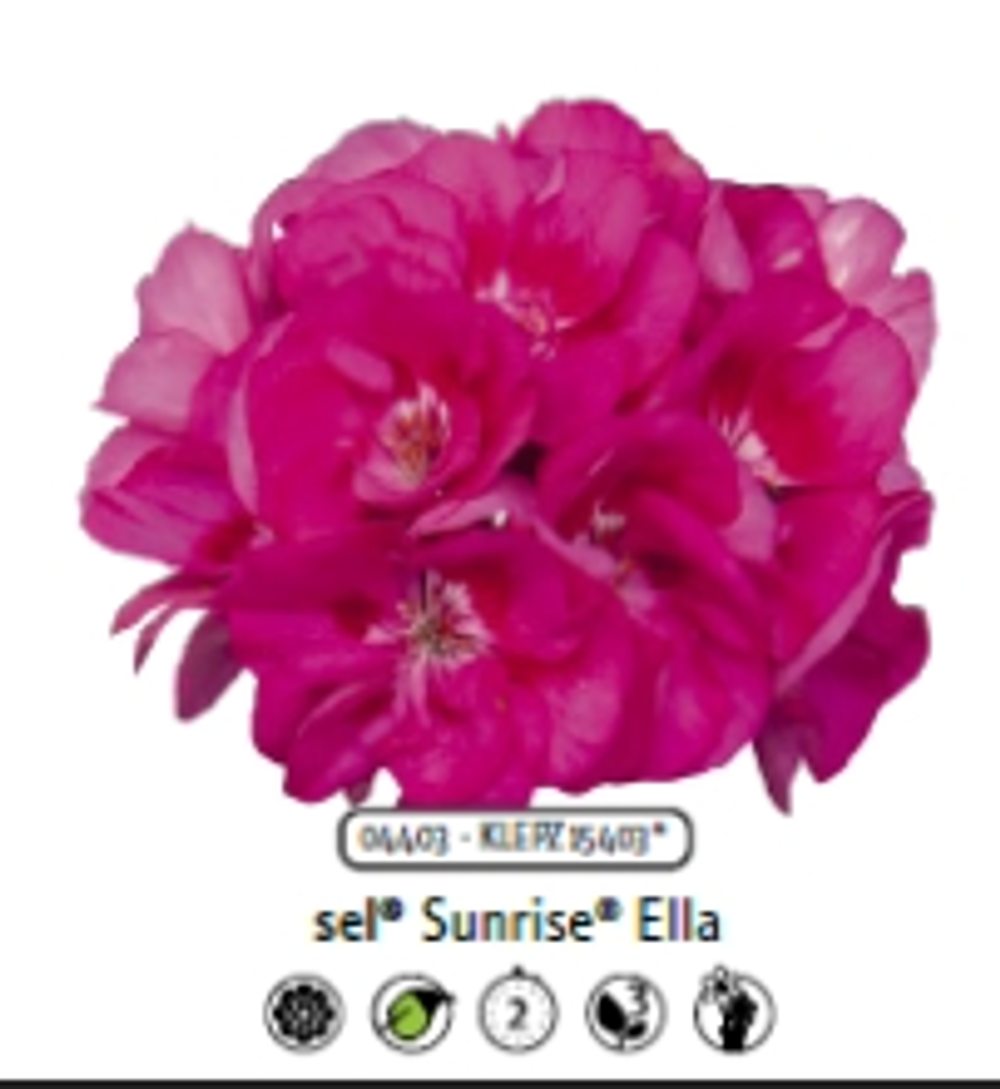 Пеларгония зональная Ella ЕВРО укорененный черенок ОКС