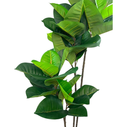 Фикус эластика зеленый 135 см.