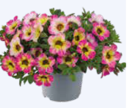 ЕВРО Калибрахоа Cabaret® Early Diva Cherry укорененный черенок ОКС февраль 26 Florensis