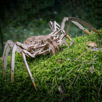 Сборная деревянная модель «Механический паук (Spider)» (EWA)