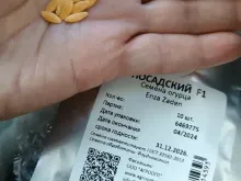 ПОСАДСКИЙ F1 семена огурца (Enza Zaden | Alexagro)