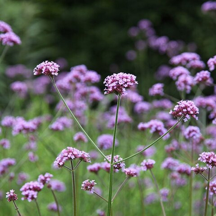Вербена буэнос-айресская. Verbena bonariensis.