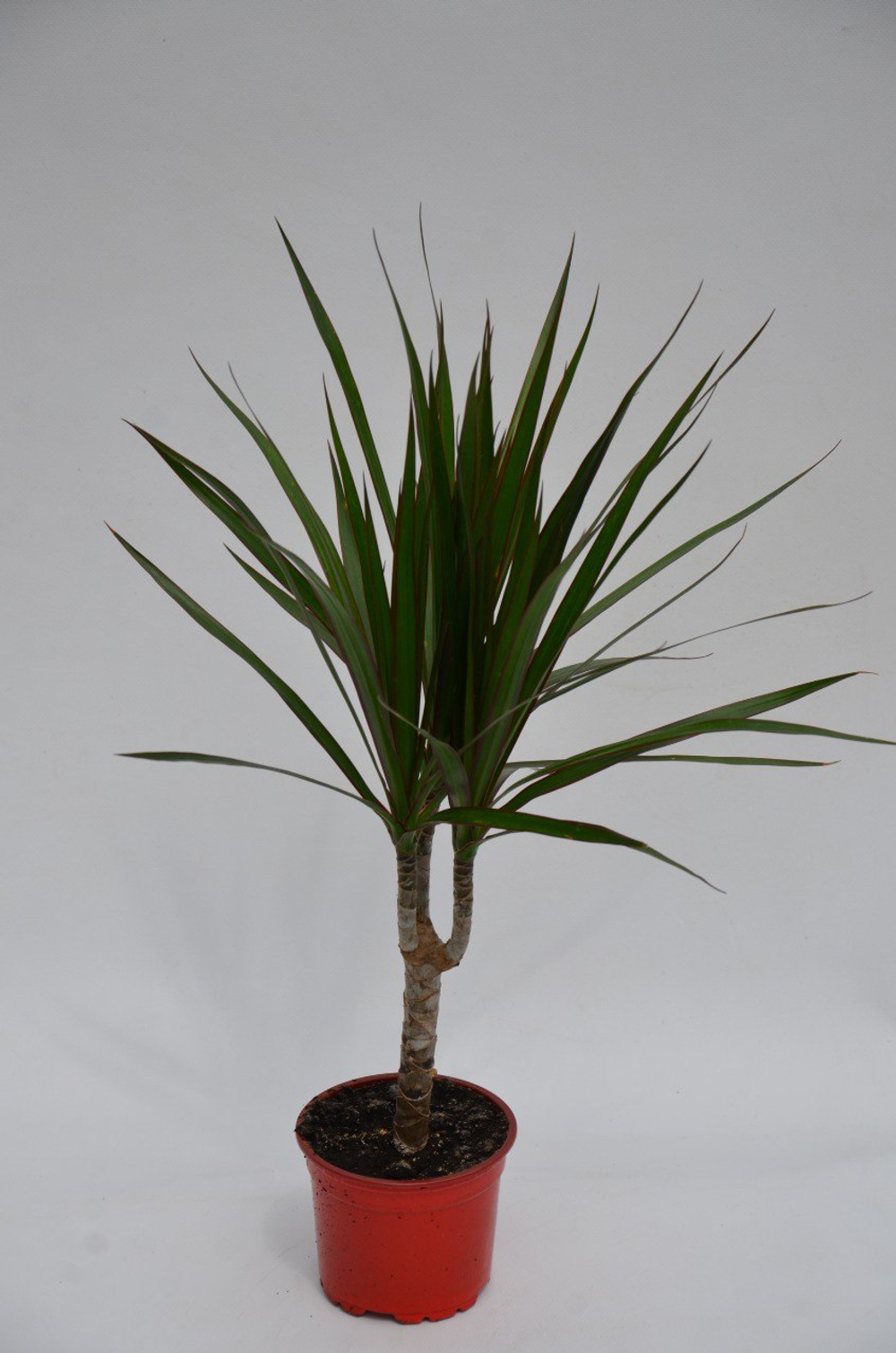 Драцена Голсефа д.13 СП