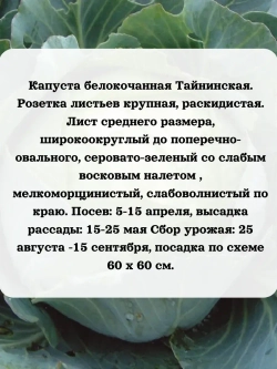 Семена капуста белокочанная Тайнинская 1 гр