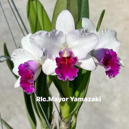 Орхидея ринхолелиокаттлея RLC. MAYOR YAMAZAKI