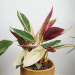 Калатея Триостар 12/40