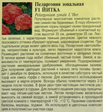 Пеларгония Йитка F1 4 шт СМЦ-735