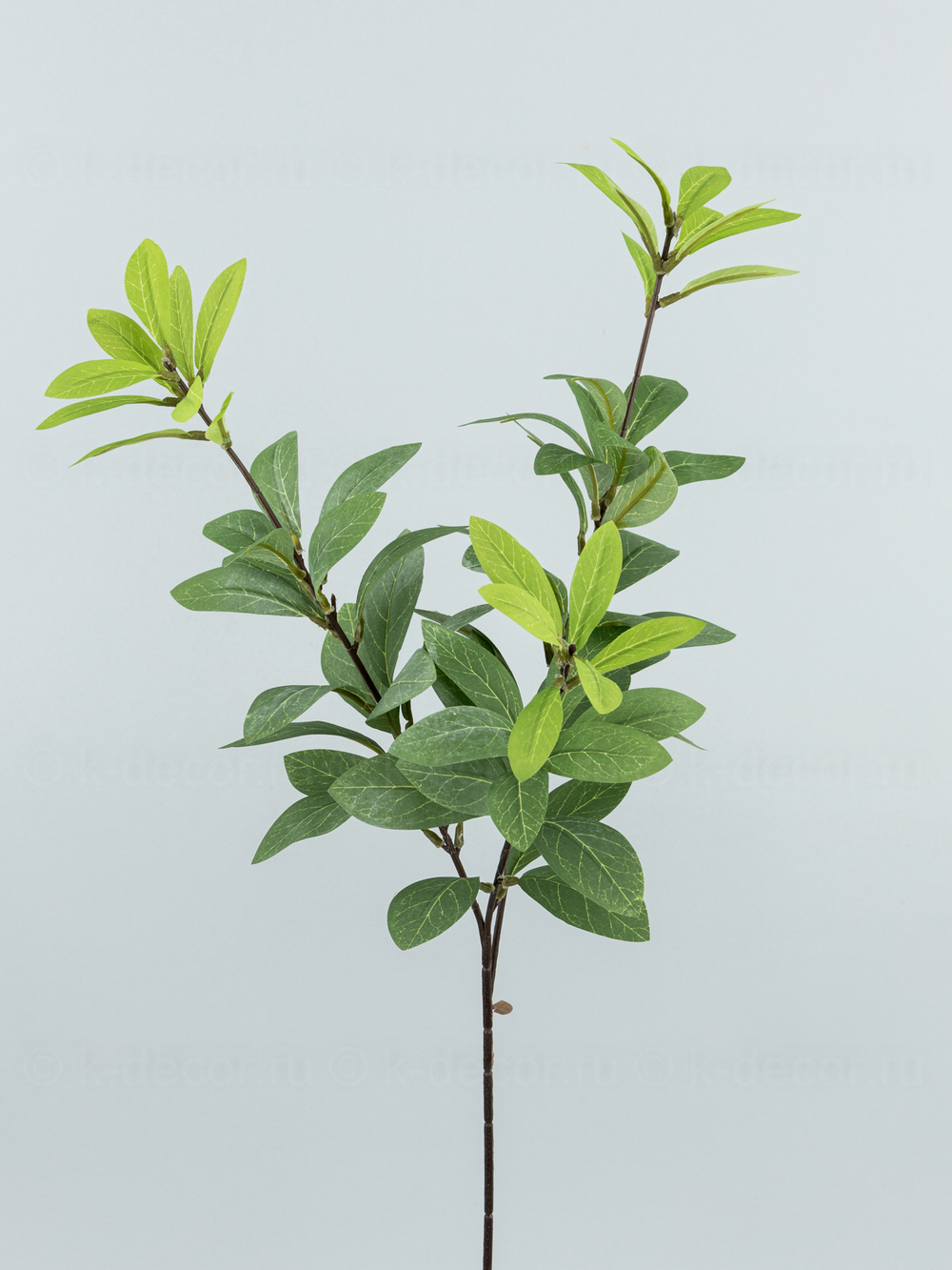 Ветка Олеандр